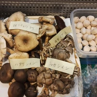 画像1077