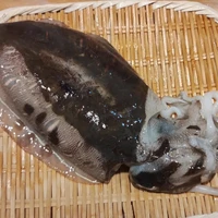 画像1335