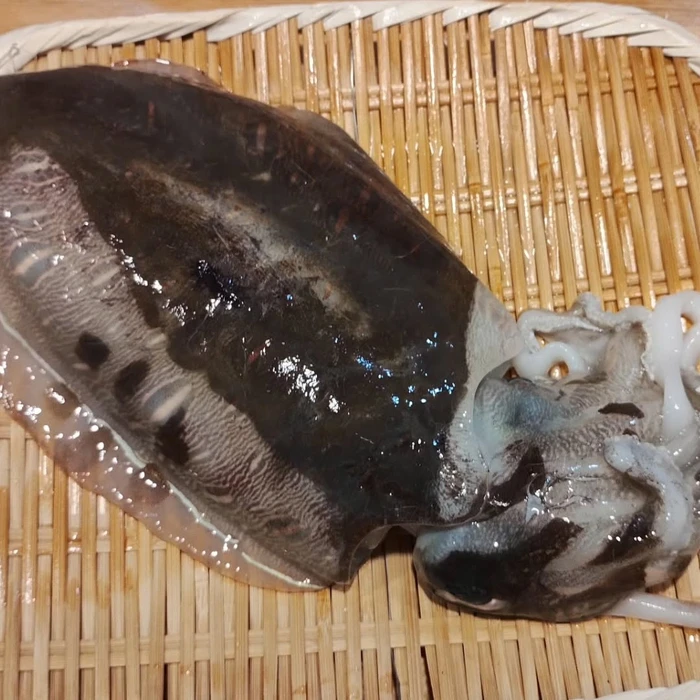 画像1335